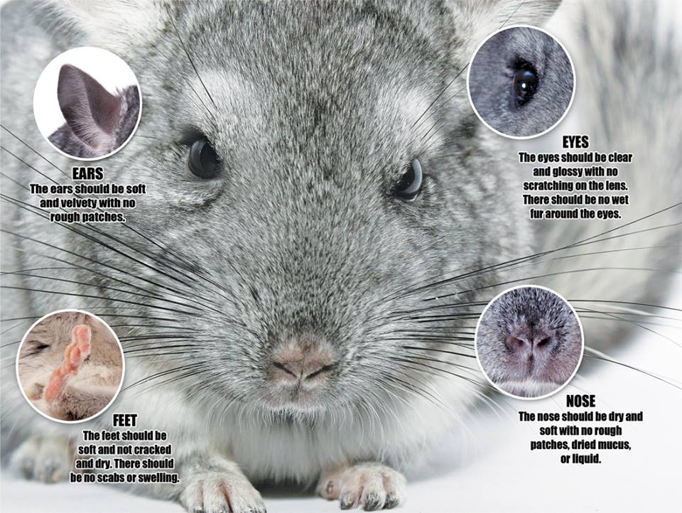 Signs of a healthy Chinchilla